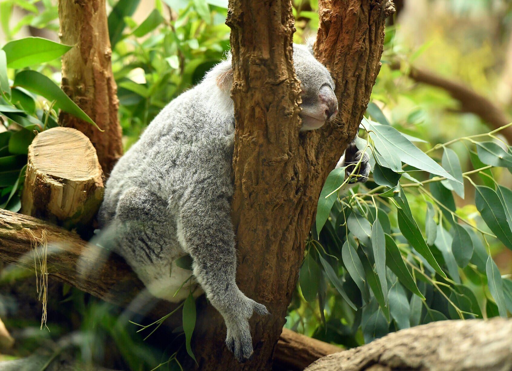Germany Zoo